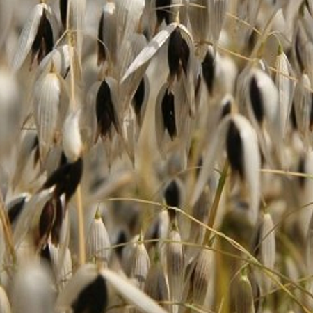 C�r�ales � paille