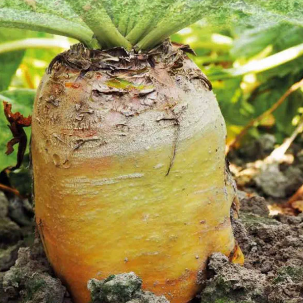 Betterave fourrag�re activ�e Geronimo