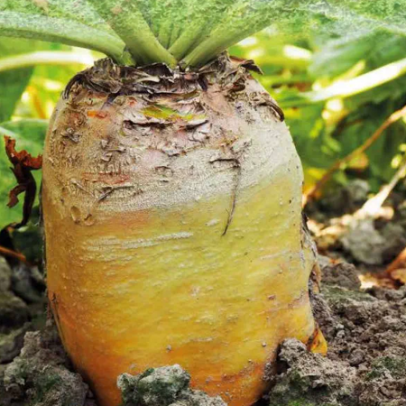 Betterave fourrag&egrave;re activ&eacute;e Geronimo