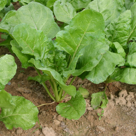 Betterave fourrag&egrave;re activ&eacute;e Geronimo