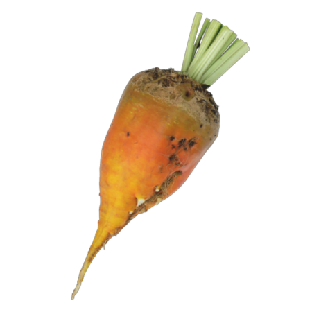 Betterave fourrag&egrave;re Jamon