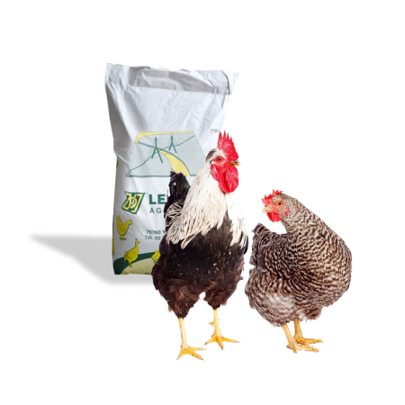 Basse-cour : poules, volailles, lapins et gibier