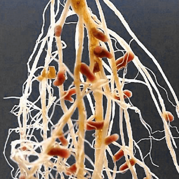 Inoculum luzerne 200g