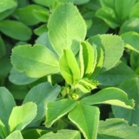 Inoculum luzerne 200g