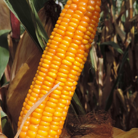 Ma&iuml;s fourrager Agrogant