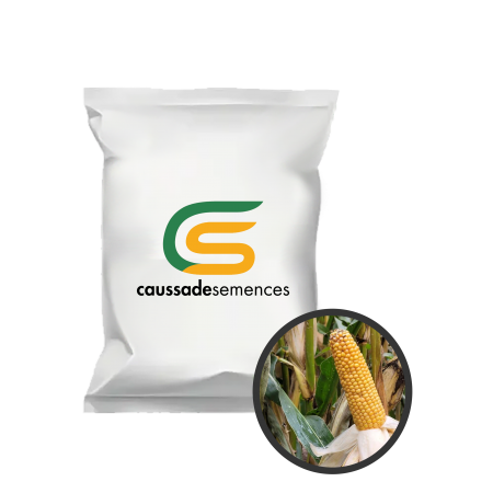 Ma&iuml;s fourrager Blackjack