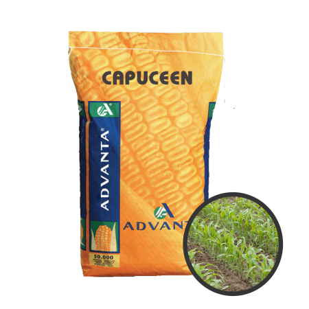 Ma&iuml;s fourrager Capuceen