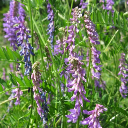 Ma&iuml;s fourrager Capuceen