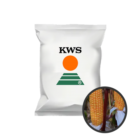 Ma&iuml;s fourrager Coupiak