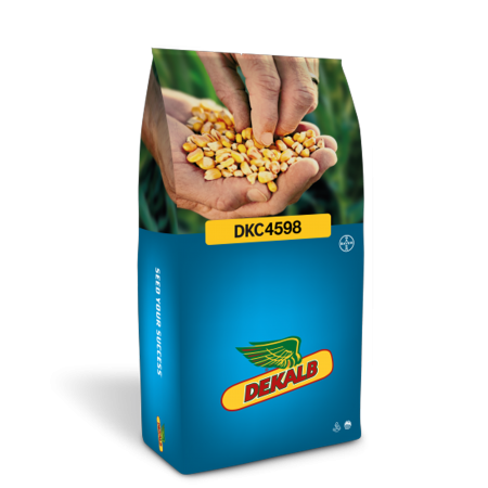 Ma&iuml;s fourrager DKC 4598