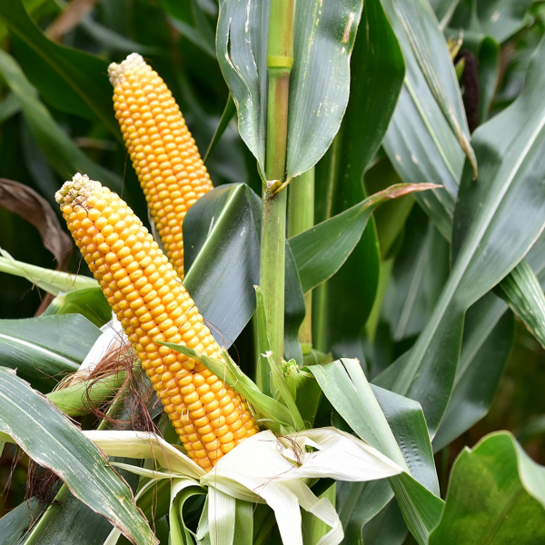 Ma�s fourrager Glorius