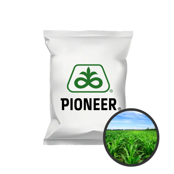 Ma�s fourrager P9234