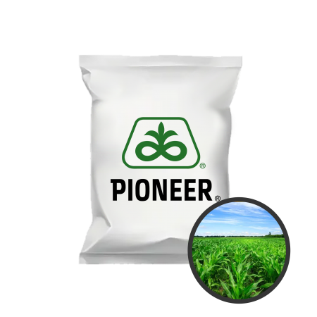 Ma&iuml;s fourrager P9234