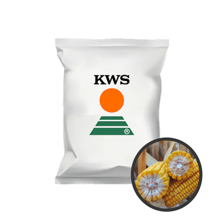 Ma&iuml;s fourrager Robertino