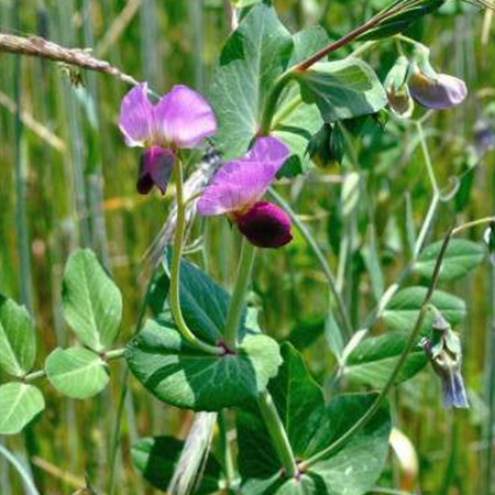 Pois fourrager d\'hiver Arkta 25Kg