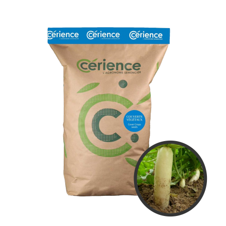 Radis chinois Daikon 25Kg