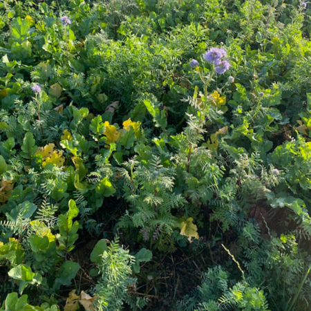 Radis violet Radivolee Mas 25Kg