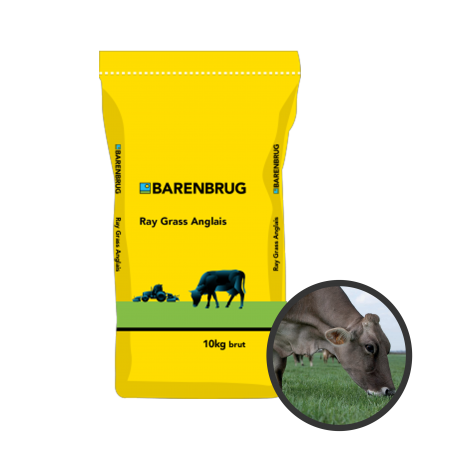 Ray-grass anglais Barmani 10Kg