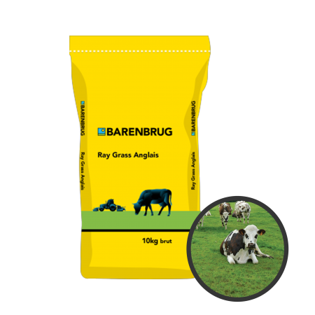 Ray-grass anglais Barmoise 10Kg
