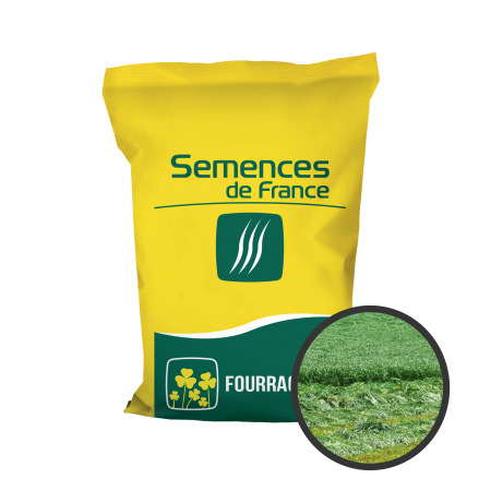 Ray-grass italien Dicar 10Kg