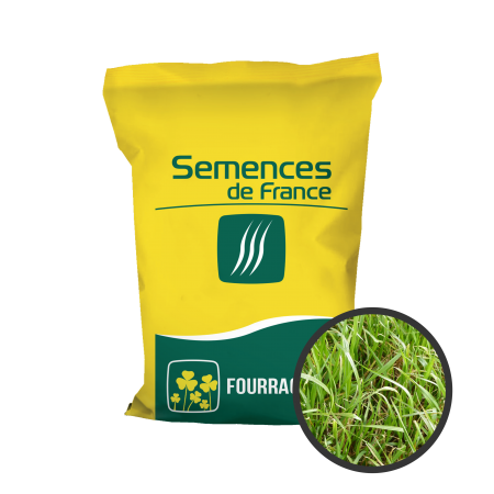 Ray-grass italien Syntilla 10Kg