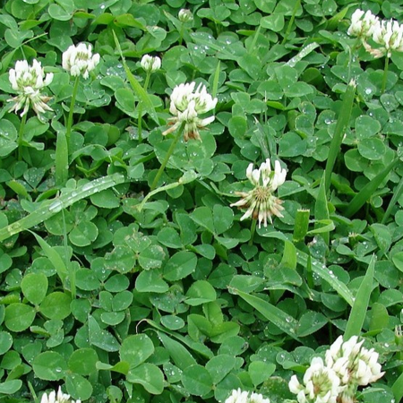 Trefle blanc nain Huia