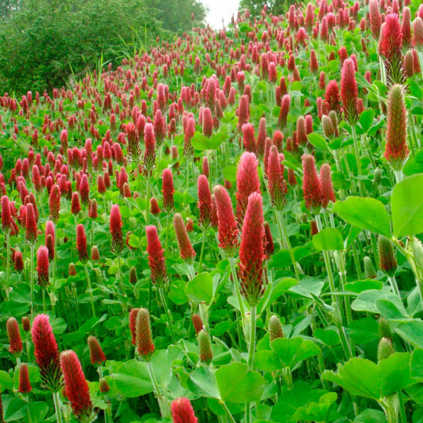 Trefle incarnat Kardinal 25Kg