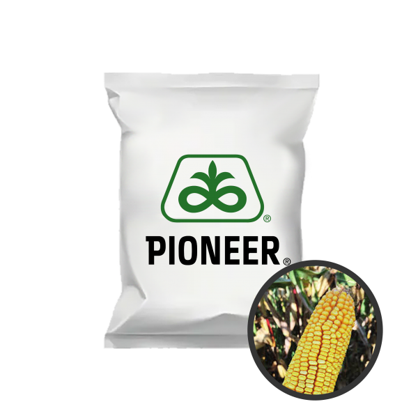 Ma�s grain P9042
