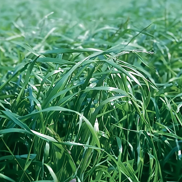 Ray-grass italien alternatif Estanzuela 25Kg